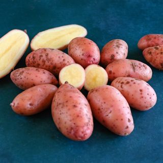Mature French Fingerling Potatoes arranged in a circle on dark blue background.