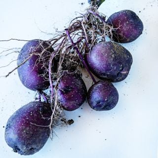Mature Huckleberry Gold Potatoes grown from Micro Tubers freshly dug from the ground.