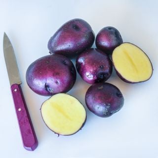 Cut and whole mature Huckleberry Gold Potato grown from Micro Tubers with a purple handled knife.