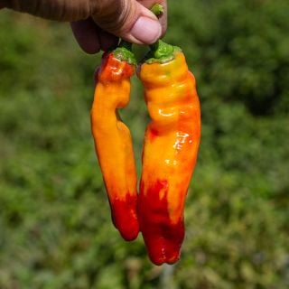 Cubanelle Peppers in orange and red being held outside.
