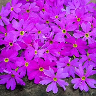 Close-up of a bunch of Cortusoides hort. Primrose blooms.