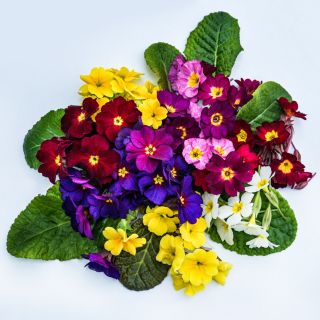 Wanda Mixed Colors Primrose flowers and foliage arranged on a white background.