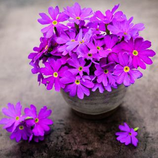 Cortusoides hort. Primrose flowers arranged in a ceramic vase on a brown background.