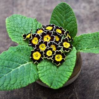 Victoriana Gold Lace Black Primrose in a little pot on wooden background.