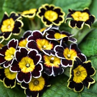 Close-up macro view of Victoriana Gold Lace Black Primrose flowers.