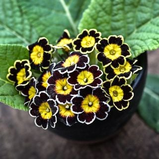 Close-up view of Victoriana Gold Lace Black Primrose flowers with leaves in black vase.