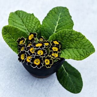 Victoriana Gold Lace Black Primrose in a black pot on an off-white background.