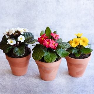 Three Wanda Mixed Colors Primrose plants in little terra-cotta pots on a light grey background.