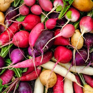 Close-up of a colorful assortment of Easter Basket Mix Radishes.