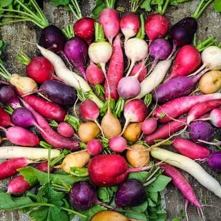 Easter Basket Mix Raddishes arranged like rainbow of radishes on wooden background.