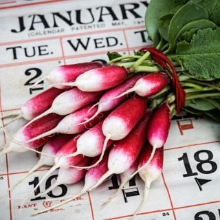 A bundle of De 18 Jours Radishes on a calendar showing January 18 as a background.