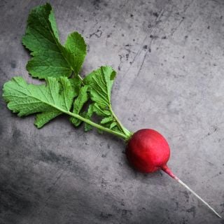 A single Early Scarlet Globe Radish on a brown background.