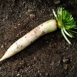 A single Japanese Minowase Daikon Radish on a garden soil background.