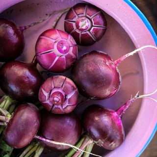 A close-up of rose-cut and whole Malaga Radishes arranged on pink dish.
