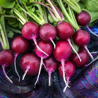 A bundle of whole Malaga Radishes in a blown glass multi-colored bowl.