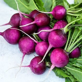 A bundle of Purple Plum Radishes on a light countertop.