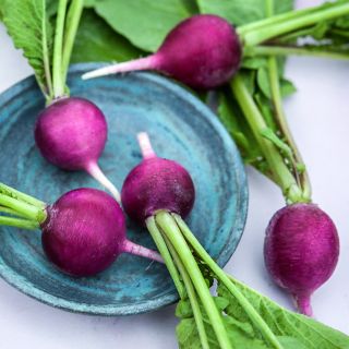 Five Purple Plum Radishes arranged on blue hand-crafted ceramic dish on pale pink background.