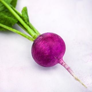 A single Purple Plum Radish against a pale pink background.
