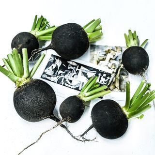 A half dozen Round Black Spanish Radishes with Picasso Postacrds on a white background.