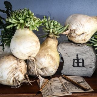 Sakurajima Giant Radishes arranged on table with a large Japanese book and calligraphy paint brushes.