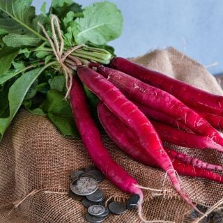 Cincinnati Market Radishes on burlap with some vintage U.S. coins.