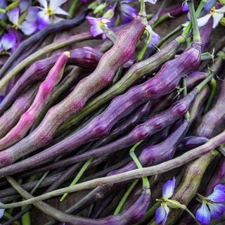 A close-up of Red Rat's Tail Radishes with purple blooms on wood background.