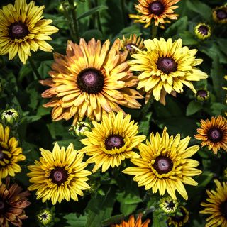 Caramel Rudbeckia growing in the trial gardens at Baker Creek.