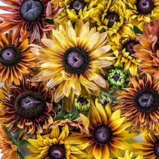 An overhead detailed view of Caramel Rudbeckia flowers.