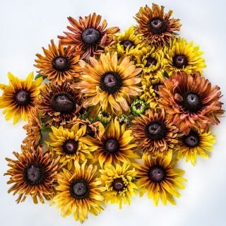 Overhead view of Caramel Rudbeckia on a white background.