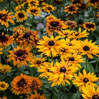 Cherokee Sunset Rudbeckia Flowers blooming profusely in the trial gardens at Baker Creek.