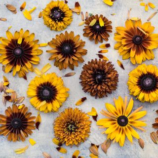 Cherokee Sunset Rudbeckia Flowers arranged on light background with scattered petals. 