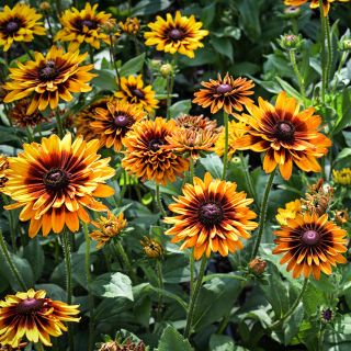 Cherokee Sunset Rudbeckia blooming happily in the trial gardens at Baker Creek.