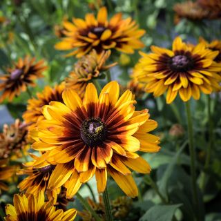 Close-up view of Cherokee Sunset Rudbeckia blooms with a bee gathering pollen in the garden.