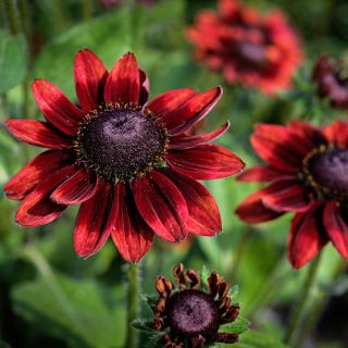 Cherry Brandy Rudbeckia blooming in the trial gadens at Baker Creek.