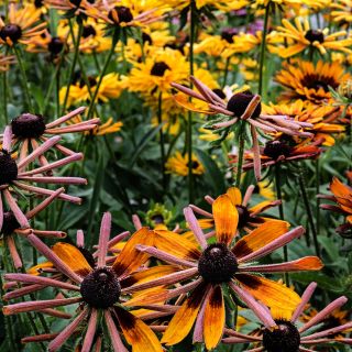 Chim Chiminee Rudbeckia blooming in the trial gardens at Baker Creek.
