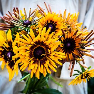 A gardener holding a bouquet of of freshly picked large Chim Chiminee Rudbeckia blooms.