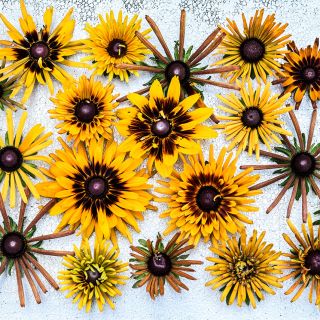 Overhead view of Chim Chiminee Rudbeckia flowers on silver background.