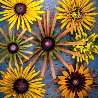 An overhead close-up detailed view of Chim Chiminee Rudbeckia flowers on a slate background.