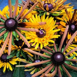 Close-up view of Chim Chiminee Rudbeckia flowers.
