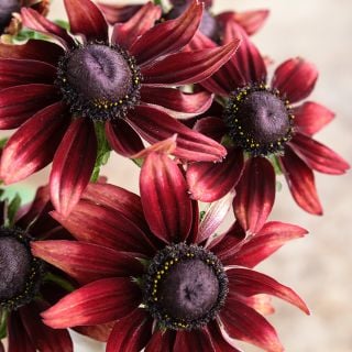 Close-up view of a trio of Cherry Brandy Rudbeckia flowers against a light tan background.