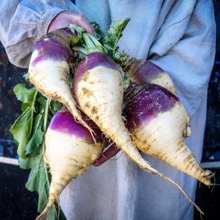 A man in a tunic holding some freshly harvested Marian Rutabagas.