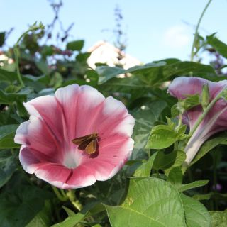 Chocolate Morning Glory growing in garden.