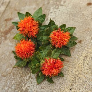 Four Dark Orange-Red Safflower blooms on wooden table