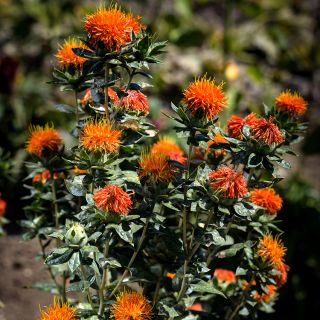 Dark Orange-Red Safflower