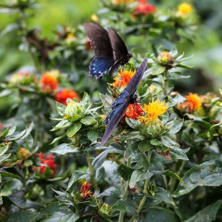 Dark Orange-Red Safflower with pollinator butterflies