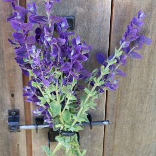 Blue Monday Sage in slide lock on wooden door.