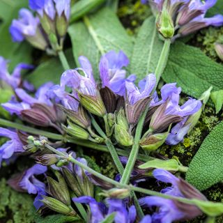 Broad Leaf Sage with blooms.