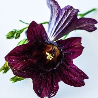 Close-up Black Trumpet Salpiglossis on white background.