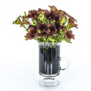 A bouquet of Cafe Au Lait Salpiglossis flowers in a coffee mug.