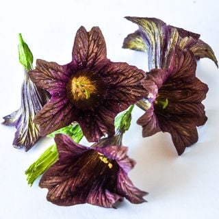 Close-up Cafe Au Lait Salpiglossis on white background.